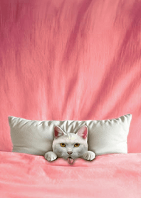 Fun playful cat blanket-white cat1G