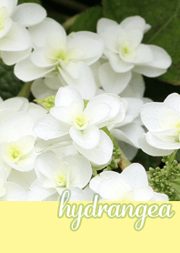 Cute yellow hydrangea flowers