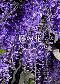 藤の花7