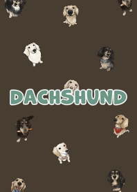 dachshund6 / chocolate .jp