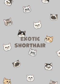exoticshorthair2 - grey