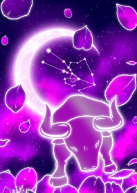 紫色樱花金牛座