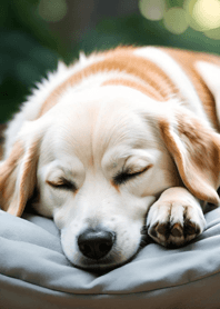 Bright Moon and Dawn 920739