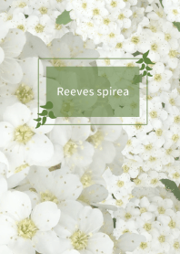 Reeves spirea ~ver.オトナ少女～