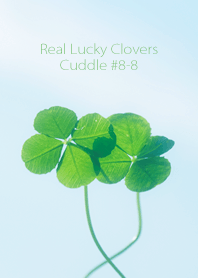 Real Lucky Clovers Cuddle #8-8