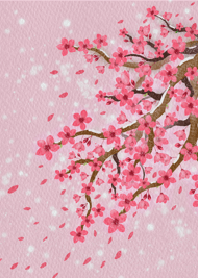 pink cherry blossoms