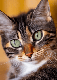 Cats run wild #CLVL025.