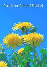 Dandelion Photo #3-26Not AI