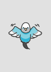 blue budgerigars
