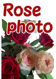 rose photo theme