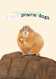 Dress up of prairie dog