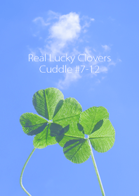 Real Lucky Clovers Cuddle #7-12