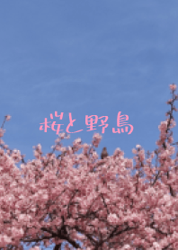櫻花和野鳥