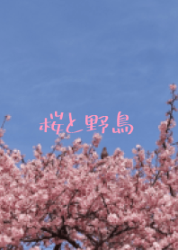Cherry blossoms and wild birds