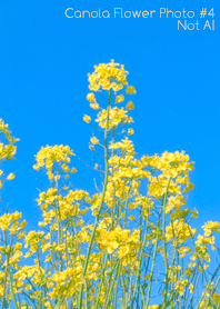 Canola Flower Photo #4-12 NotAI