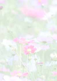 Cosmos Theme ver.Japan 7