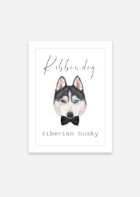 Ribbon dog - Siberian husky - 03 - BLACK