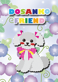 [toy poodle/Silver] morning glory