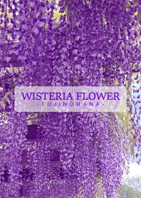 WISTERIA FLOWER -fujinohana- 13