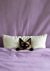 Fun playful cat blanket-Siamese cat3M