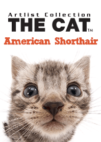 THE CAT American Shorthair