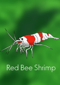 *Red Bee Shrimp*