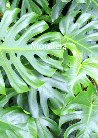 Monstera leaf photo theme