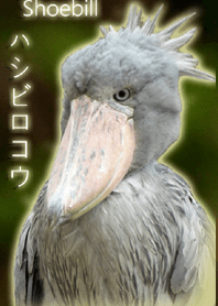 ハシビロコウ