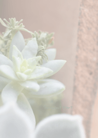 Succulent plant Theme