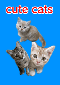 Cute cats SHOWTIME Ver