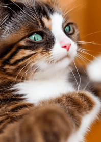 nyanko great runaway#bhvbf021