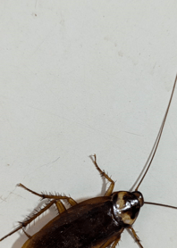 Boosting Courage - Cockroach   229B1e