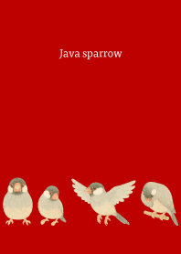 I am a Java sparrow3 on r & b