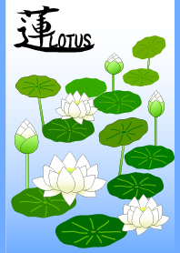 HASU. -White Lotus-
