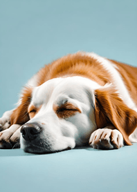 Bright Moon and Dawn 8B0B81