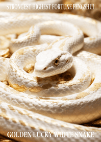 Golden Lucky White Snake 70