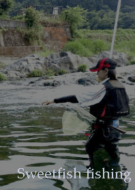 釣ガール・鮎の友釣り