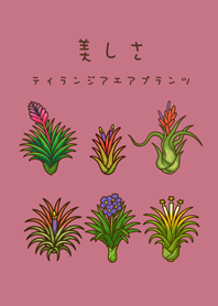 エアプラントの開花(ローズピンク)