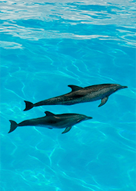 Dolphins and beautiful sea