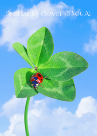 Real Lucky Clover #3-11NotAI