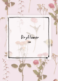 dryflower - pink
