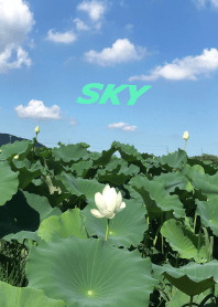 Sky13  Lotus Flower