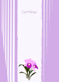January's birth flower, Cattleya