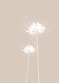 Lycoris white Background champagne