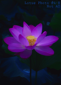 Lotus Photo #4-8Not AI