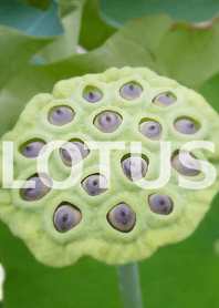 LOTUS-蓮