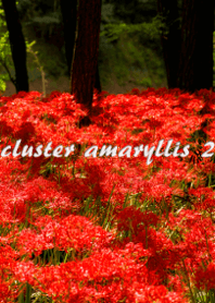彼岸花-cluster amaryllis- 2