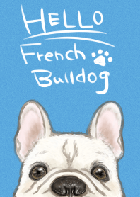 hello french bulldog.