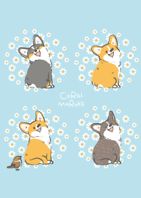 Corgi Maruke(smile corgis and sparrows)