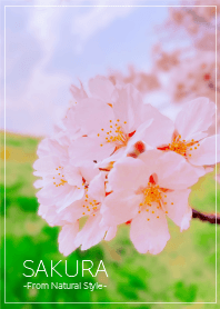 SAKURA 2 / Natural Style